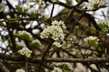 Bahçede güzel bahar çiçekleri açar.