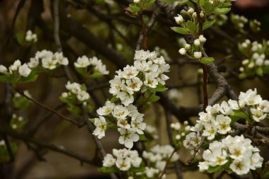 Bahçede güzel bahar çiçekleri açar.