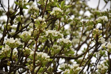 Bahçede güzel bahar çiçekleri açar.