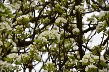 Bahçede güzel bahar çiçekleri açar.