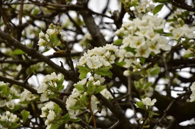 Bahçede güzel bahar çiçekleri açar.