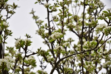Bahçede güzel bahar çiçekleri açar.