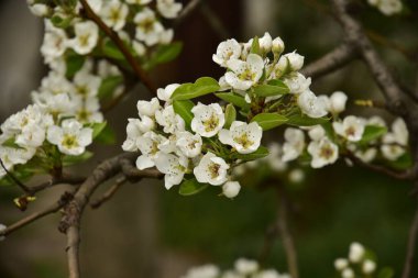 Bahçede güzel bahar çiçekleri açar.