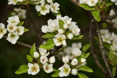 Bahçede güzel bahar çiçekleri açar.