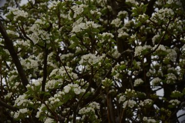 Bahçede güzel bahar çiçekleri açar.