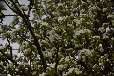 Bahçede güzel bahar çiçekleri açar.