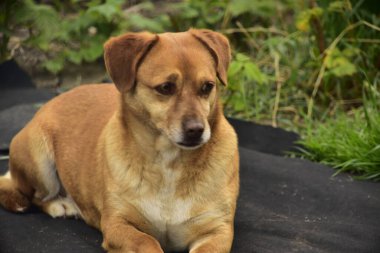 Parkta oturan sevimli köpek.