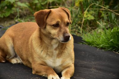 Parkta oturan sevimli köpek.