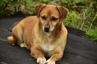 Parkta oturan sevimli köpek.