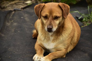 Parkta oturan sevimli köpek.