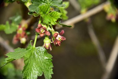 Bahar mevsiminde tomurcukları ve yeşil yaprakları olan elma dalları