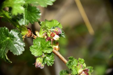 Bahar mevsiminde tomurcukları ve yeşil yaprakları olan elma dalları