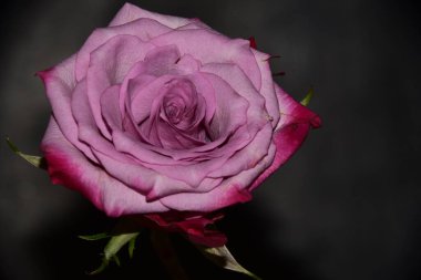 Siyah arkaplanda güzel yumuşak bir gül