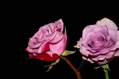 Koyu arkaplanda güzel güller