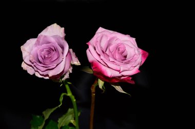 Koyu arkaplanda güzel güller