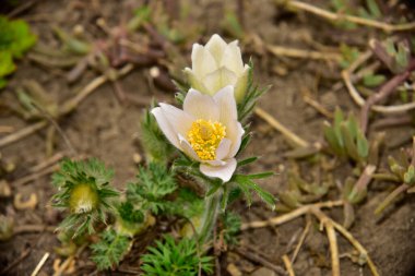 Beyaz ve sarı narsisli çiçeklere yakın çekim