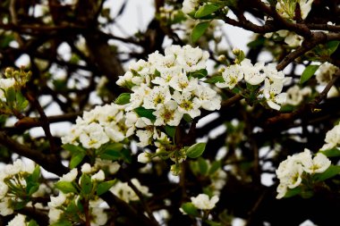 Bahçede güzel bahar çiçekleri açar.