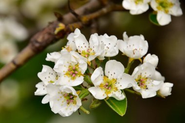 Bahçede güzel bahar çiçekleri açar.