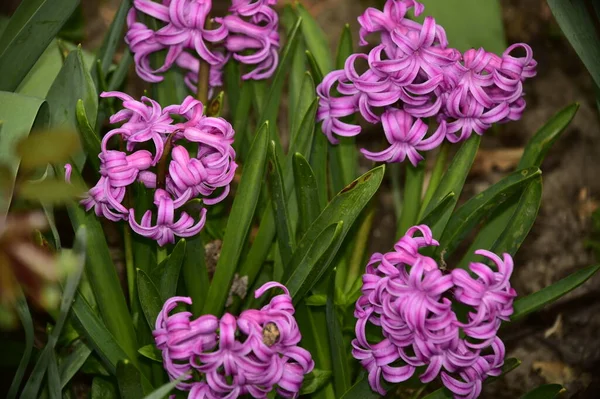 Bahçedeki güzel mor çiçekler