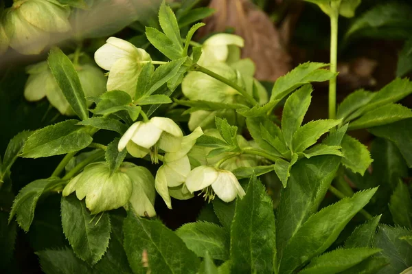 Bahçede büyüyen güzel çiçekler