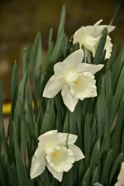 Primer Plano Las Flores Narcisas Blancas Amarillas — Foto de Stock