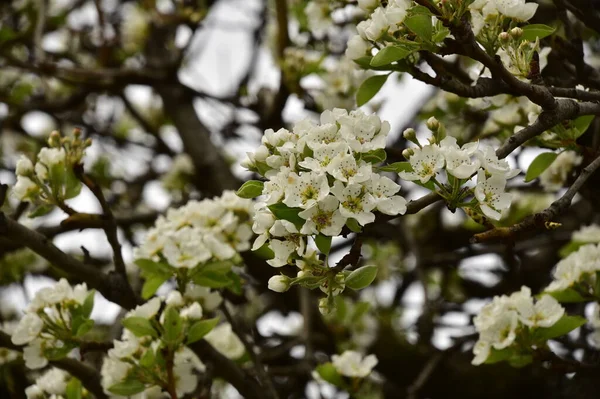Bahçede güzel bahar çiçekleri açar.