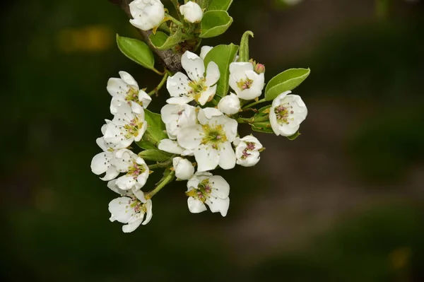 Vackra Vårblommor Blomma Trädgården — Stockfoto