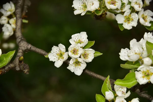 Vackra Vårblommor Blomma Trädgården — Stockfoto