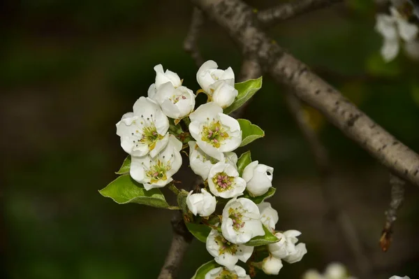 Gyönyörű Tavaszi Virágok Virágoznak Kertben — Stock Fotó