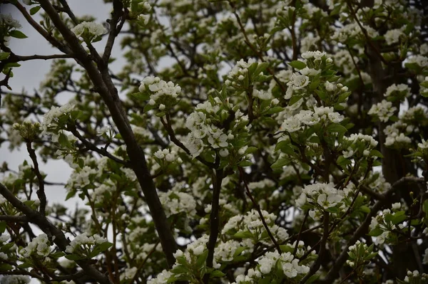 Bahçede güzel bahar çiçekleri açar.