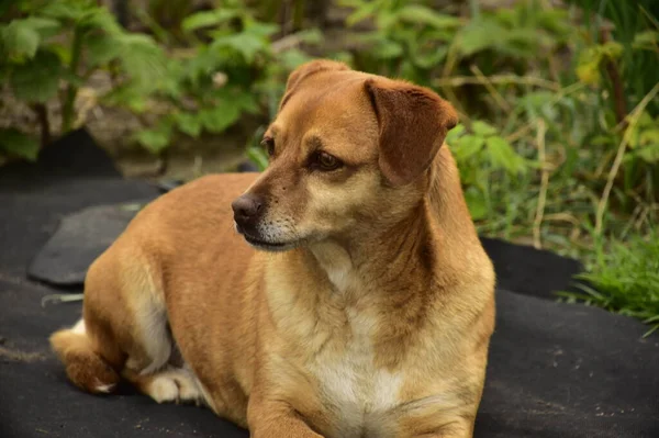 Parkta oturan sevimli köpek.