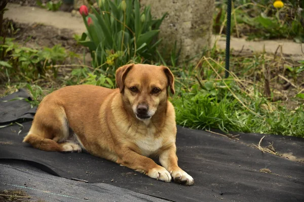 Parkta oturan sevimli köpek.