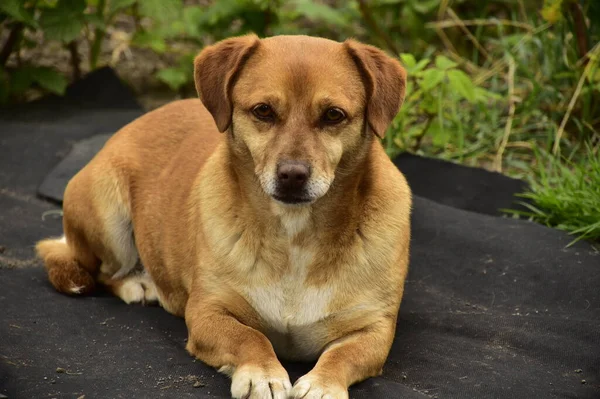 Parkta oturan sevimli köpek.