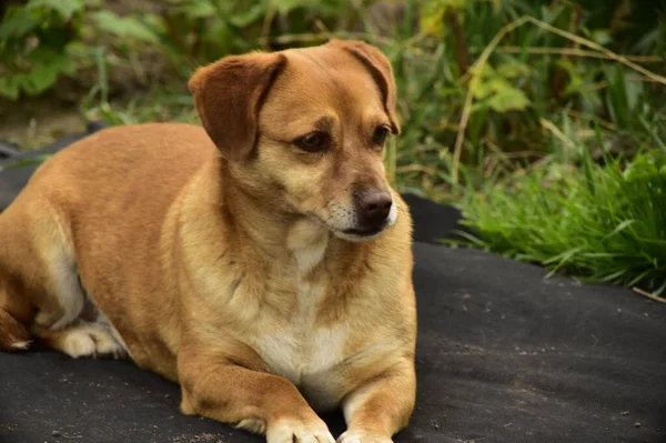 Parkta oturan sevimli köpek.