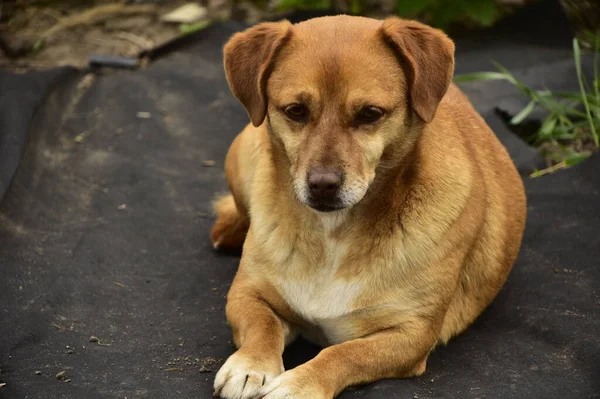 Parkta oturan sevimli köpek.