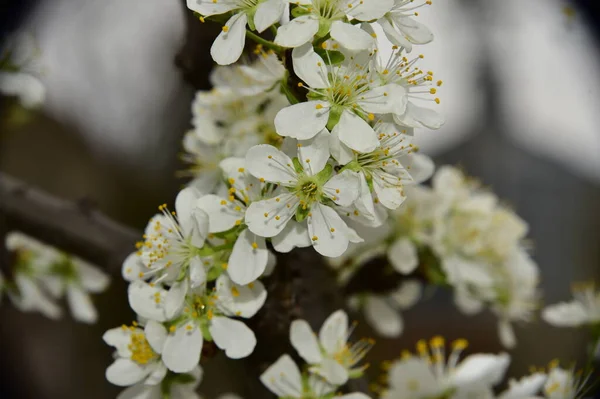 Belles Fleurs Printanières Fleurissent Dans Jardin — Photo