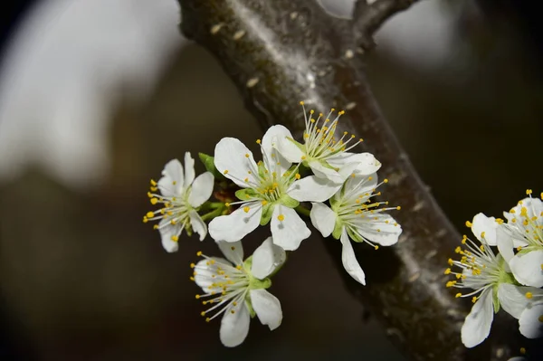 Красивые Весенние Цветы Цветут Саду — стоковое фото