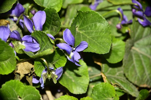 Bahçedeki Güzel Mor Çiçekler — Stok fotoğraf