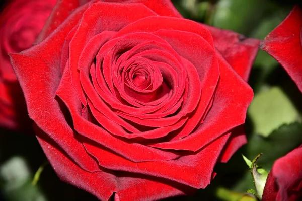Piękne Kwiaty Róży Tło Koncepcji Kwiatowej — Zdjęcie stockowe
