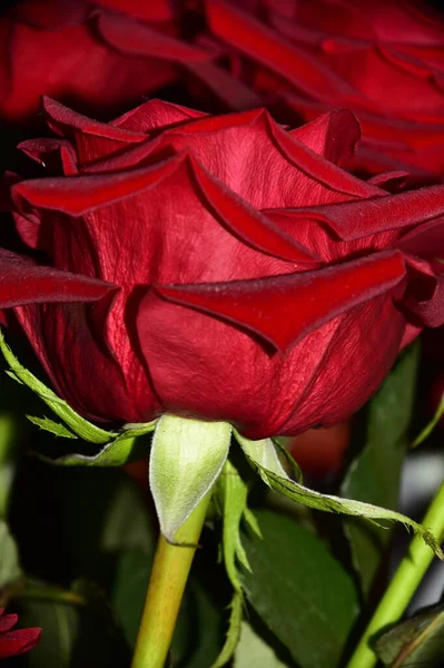 Krásné Růže Květiny Květinový Koncept Pozadí — Stock fotografie
