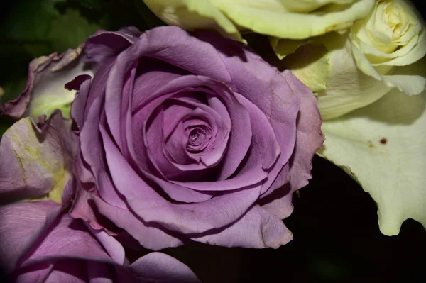 Belas Flores Rosas Fundo Conceito Floral — Fotografia de Stock