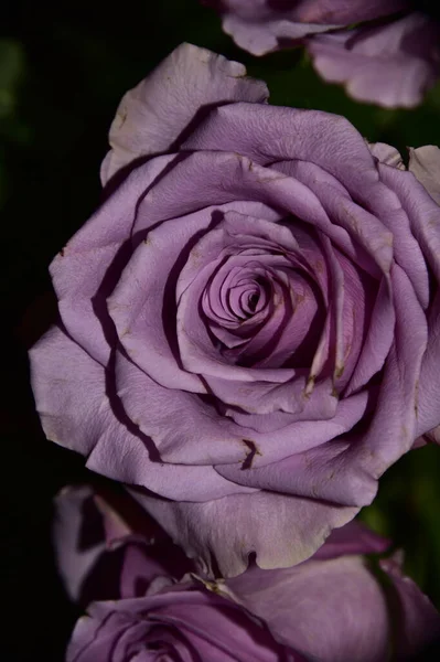 Belas Flores Rosas Fundo Conceito Floral — Fotografia de Stock