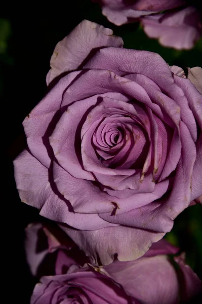 Beautiful Rose Flowers Floral Concept Background —  Fotos de Stock