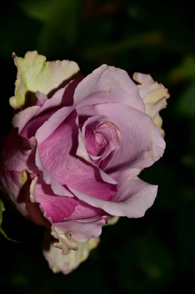 Hermosa Rosa Fresca Sobre Fondo Oscuro —  Fotos de Stock
