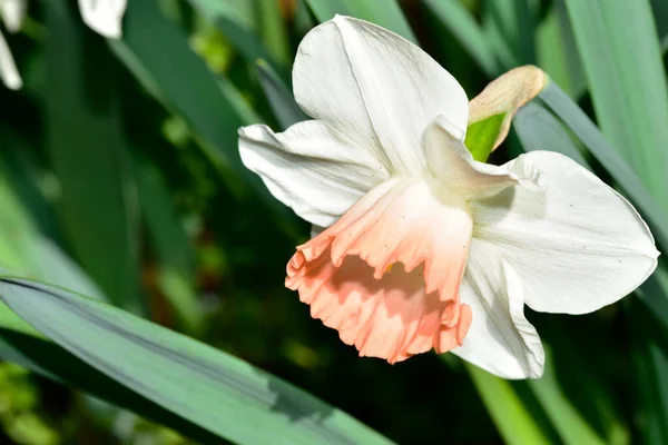 Close Van Witte Gele Narcis Bloemen — Stockfoto