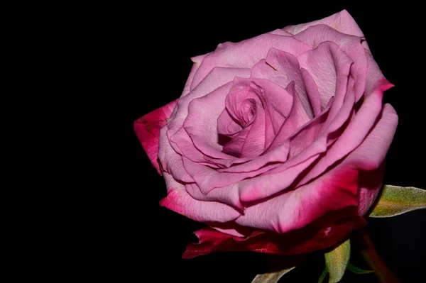 Schöne Zarte Rose Auf Schwarzem Hintergrund — Stockfoto