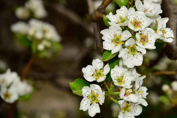 Vackra Vårblommor Blomma Trädgården — Stockfoto