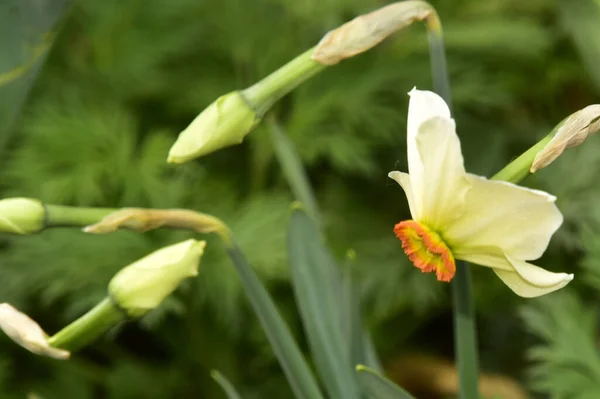 Bílé Narcisy Květiny Zahradě Zavřít — Stock fotografie