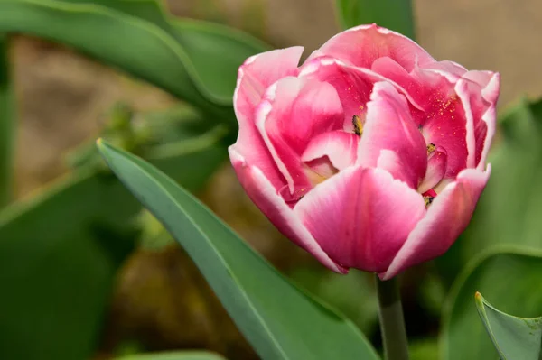 Belles Fleurs Tulipes Dans Jardin — Photo