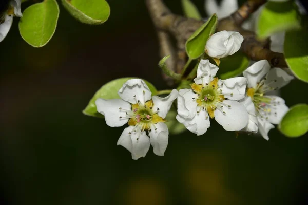 Schöne Frühlingsblumen Blühen Garten — Stockfoto